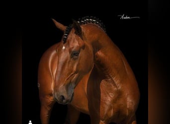 Lusitano, Stallone, 1 Anno, 163 cm, Baio ciliegia
