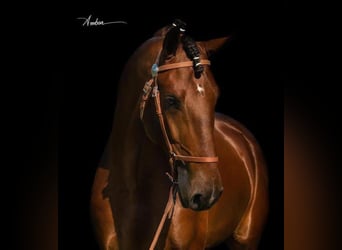 Lusitano, Stallone, 1 Anno, 163 cm, Baio ciliegia