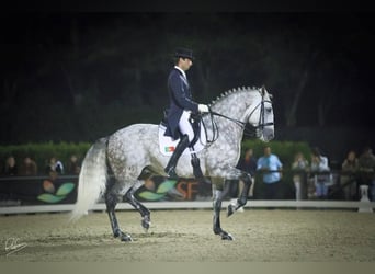 Lusitano, Stallone, 1 Anno, 163 cm, Grigio