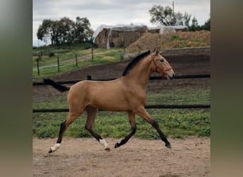 Lusitano, Stallone, 1 Anno, 164 cm, Pelle di daino