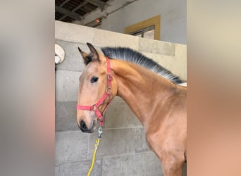 Lusitano, Stallone, 1 Anno, 164 cm, Pelle di daino