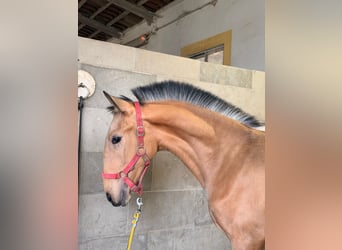 Lusitano, Stallone, 1 Anno, 164 cm, Pelle di daino