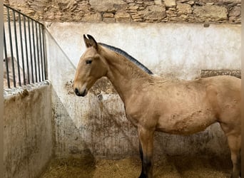 Lusitano, Stallone, 1 Anno, 164 cm, Pelle di daino