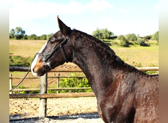 Lusitano, Stallone, 1 Anno, 167 cm, Baio scuro