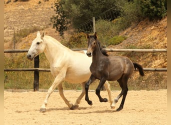 Lusitano, Stallone, 1 Anno, 168 cm, Leardo