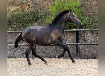 Lusitano, Stallone, 1 Anno, 168 cm, Leardo
