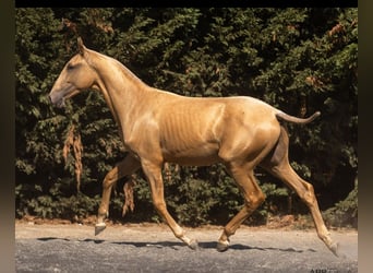 Lusitano Mix, Stallone, 1 Anno, 168 cm, Palomino
