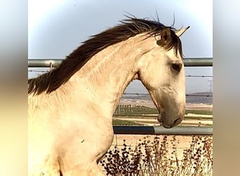 Lusitano, Stallone, 1 Anno, 170 cm, Falbo