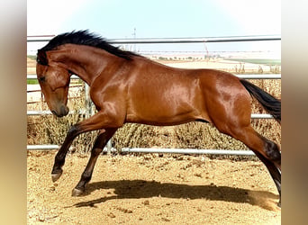 Lusitano, Stallone, 1 Anno, 170 cm, Falbo