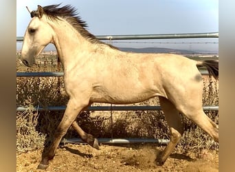Lusitano, Stallone, 1 Anno, 170 cm, Falbo