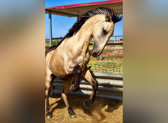 Lusitano, Stallone, 1 Anno, 170 cm, Falbo
