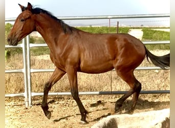 Lusitano, Stallone, 1 Anno, 170 cm, Falbo