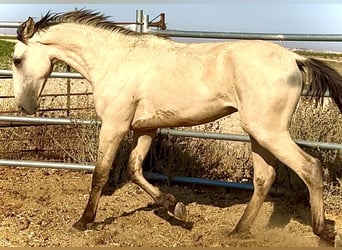 Lusitano, Stallone, 1 Anno, 170 cm, Falbo