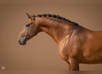 Lusitano, Stallone, 1 Anno, 173 cm, Baio ciliegia
