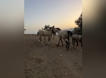 Lusitano, Stallone, 1 Anno