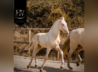 Lusitano, Stallone, 1 Anno, Cremello
