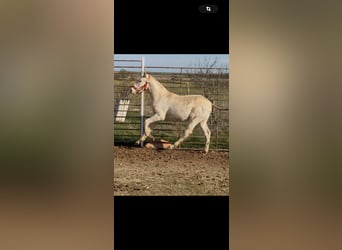 Lusitano, Stallone, 1 Anno, Cremello