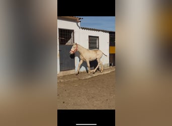 Lusitano, Stallone, 1 Anno, Cremello