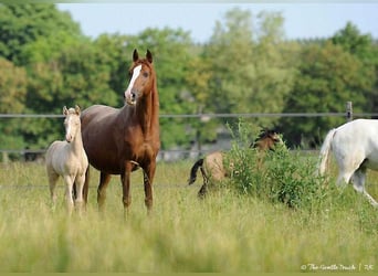Lusitano, Stallone, 1 Anno, Pearl