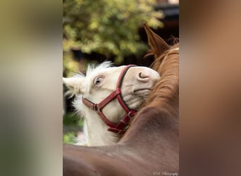 Lusitano, Stallone, 1 Anno, Pearl