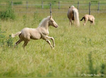 Lusitano, Stallone, 1 Anno, Pearl