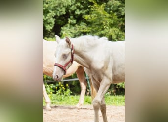 Lusitano, Stallone, 1 Anno, Pearl
