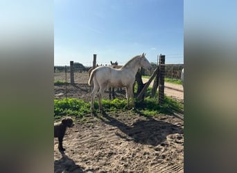 Lusitano, Stallone, 2 Anni, 150 cm, Bianco