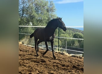 Lusitano, Stallone, 2 Anni, 154 cm, Morello