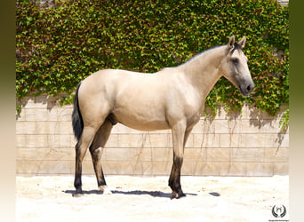 Lusitano, Stallone, 2 Anni, 155 cm, Falbo