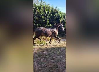 Lusitano, Stallone, 2 Anni, 155 cm, Grigio