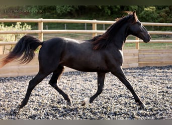 Lusitano Mix, Stallone, 2 Anni, 155 cm, Morello
