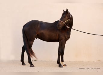 Lusitano Mix, Stallone, 2 Anni, 155 cm, Morello