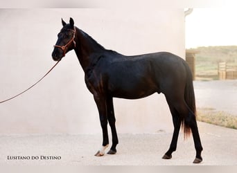 Lusitano Mix, Stallone, 2 Anni, 155 cm, Morello