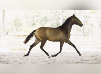 Lusitano, Stallone, 2 Anni, 155 cm, Pelle di daino