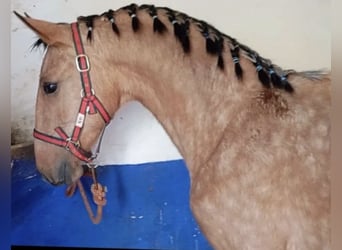 Lusitano, Stallone, 2 Anni, 156 cm, Falbo