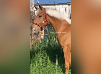 Lusitano, Stallone, 2 Anni, 156 cm, Palomino