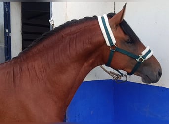 Lusitano, Stallone, 2 Anni, 158 cm, Baio