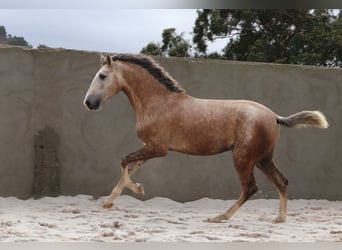 Lusitano, Stallone, 2 Anni, 158 cm, Grigio