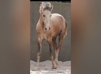 Lusitano, Stallone, 2 Anni, 158 cm, Grigio