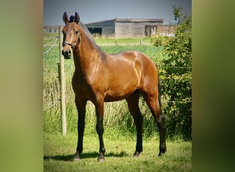 Lusitano, Stallone, 2 Anni, 160 cm, Baio