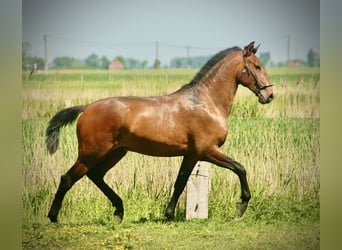 Lusitano, Stallone, 2 Anni, 160 cm, Baio