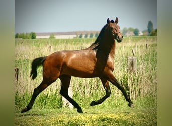 Lusitano, Stallone, 2 Anni, 160 cm, Baio