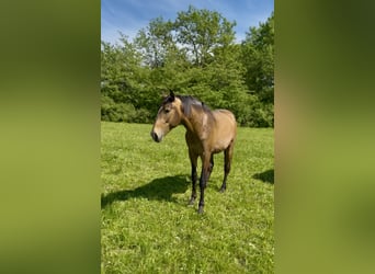 Lusitano, Stallone, 2 Anni, 160 cm, Pelle di daino