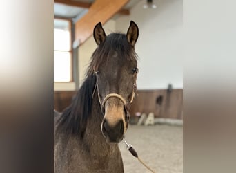 Lusitano, Stallone, 2 Anni, 161 cm, Falbo
