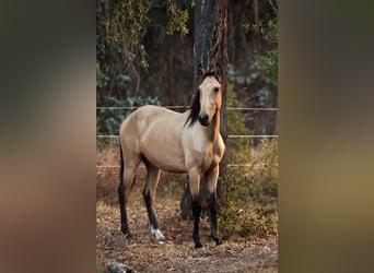 Lusitano, Stallone, 2 Anni, 161 cm, Pelle di daino
