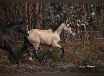 Lusitano, Stallone, 2 Anni, 161 cm, Pelle di daino
