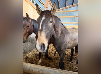 Lusitano, Stallone, 2 Anni, 161 cm, Pelle di daino