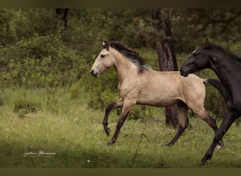 Lusitano, Stallone, 2 Anni, 161 cm, Pelle di daino