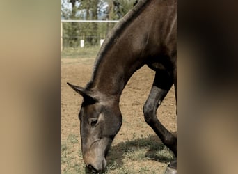 Lusitano, Stallone, 2 Anni, 163 cm, Grigio