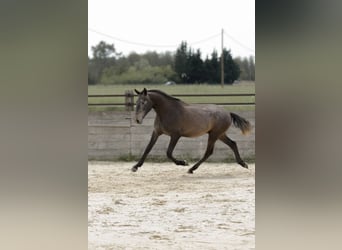 Lusitano, Stallone, 2 Anni, 163 cm, Grigio